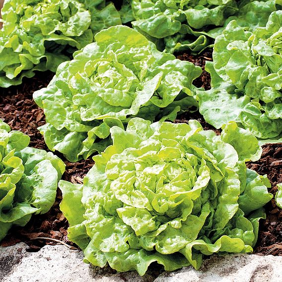 Lettuce Tom Thumb (Organic) Seeds