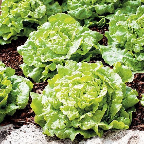 Lettuce 'Tom Thumb' - Organic Seeds