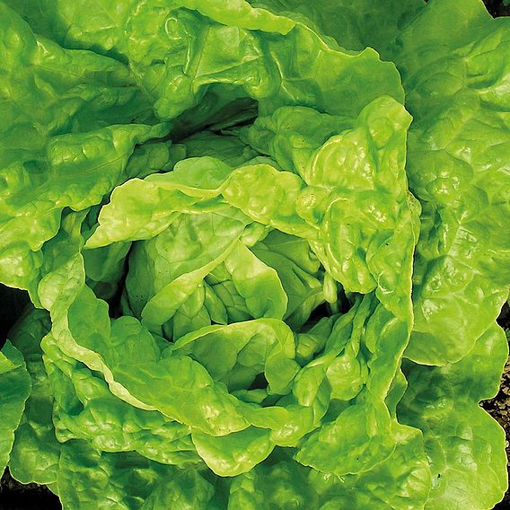 Lettuce 'Valdor' - Organic Seeds