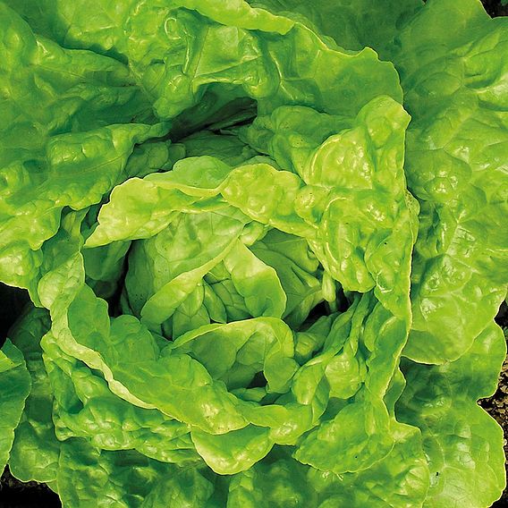 Lettuce Valdor (Organic) Seeds