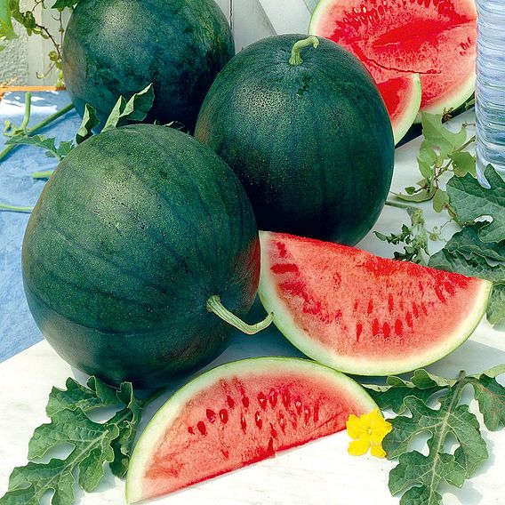 Melon 'Sugar Baby' - Organic Seeds