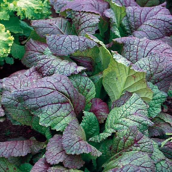 Mustard 'Giant Red' - Organic Seeds