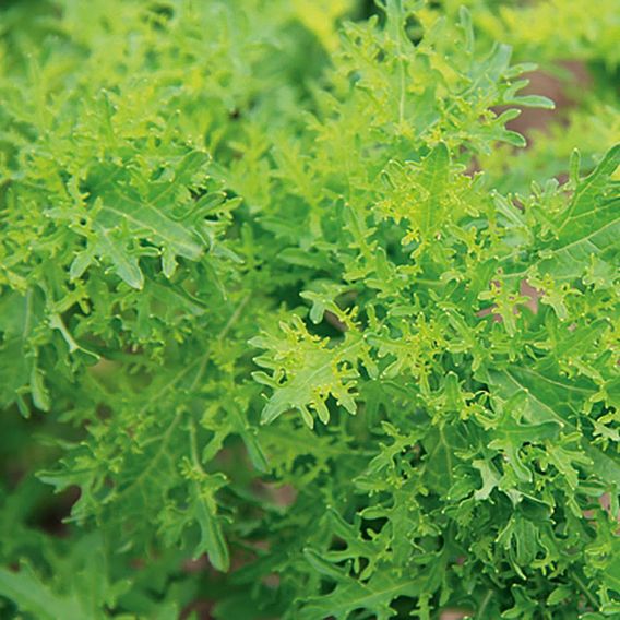 Mustard 'Golden Frills' - Organic Seeds
