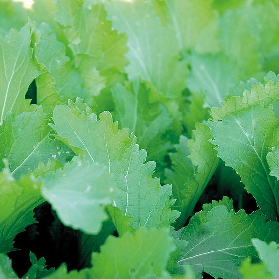 Mustard 'Green In Snow' - Organic Seeds