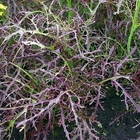 Mustard 'Purple frills' - Organic Seeds