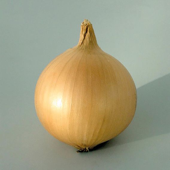 Onion 'Hytech' F1 - Organic Seeds