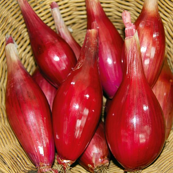 Onion 'Long Red Florence' - Organic Seeds