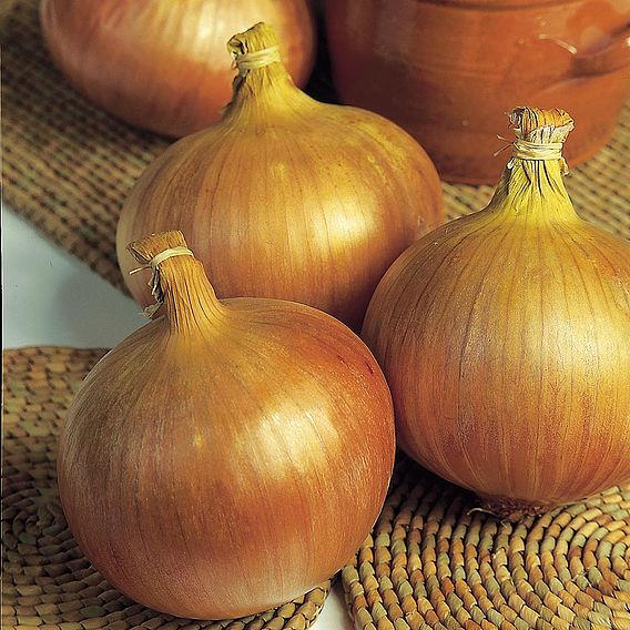 Onion 'Rijnsburger' - Organic Seeds