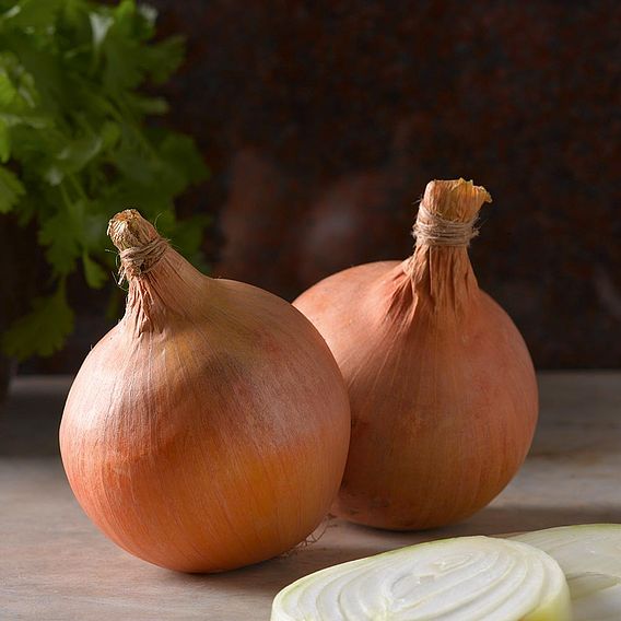 Onion Sturon (Organic) Seeds