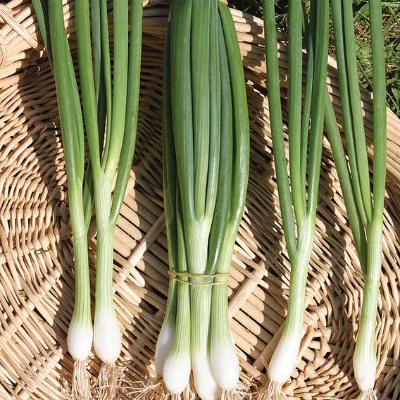 Spring Onion (Organic) Seeds - White Lisbon