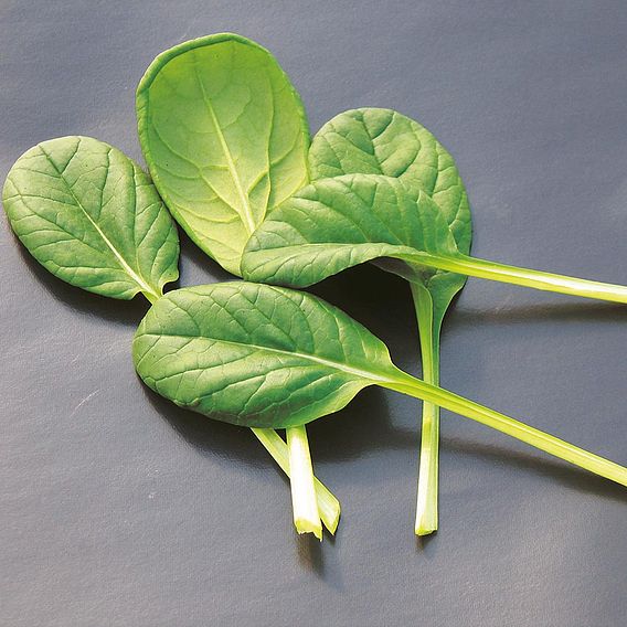 Rosette Pak Choi Tatsoi Organic (Organic) Seeds