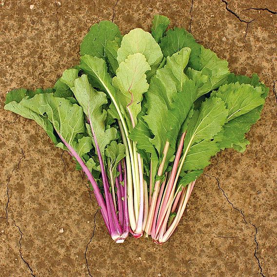 Pak Choi 'Vivid Choi' - Organic Seeds