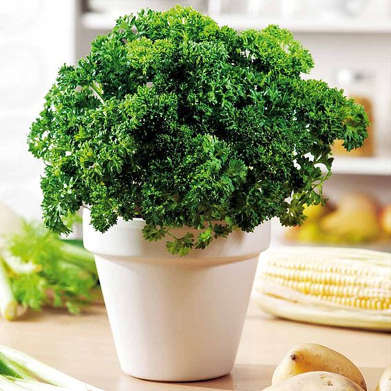 Parsley 'Moss Curled 2' - Organic Seeds