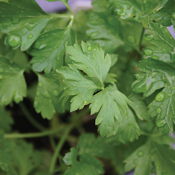Herb 'Parsley Italian Giant' (Organic) - Seeds