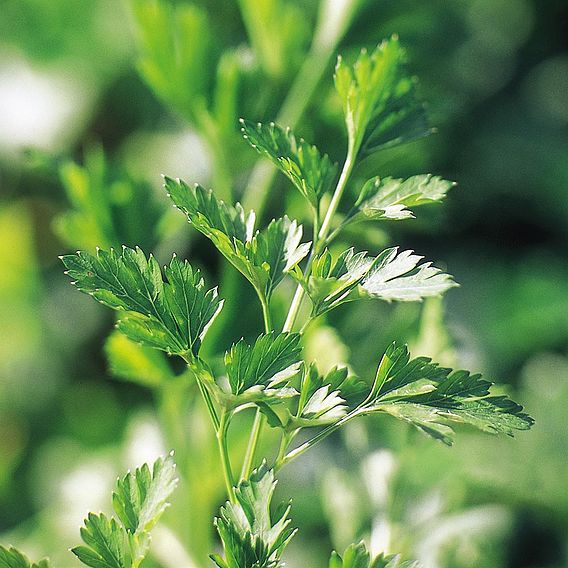 Parsley 'Plain French' - Organic Seeds