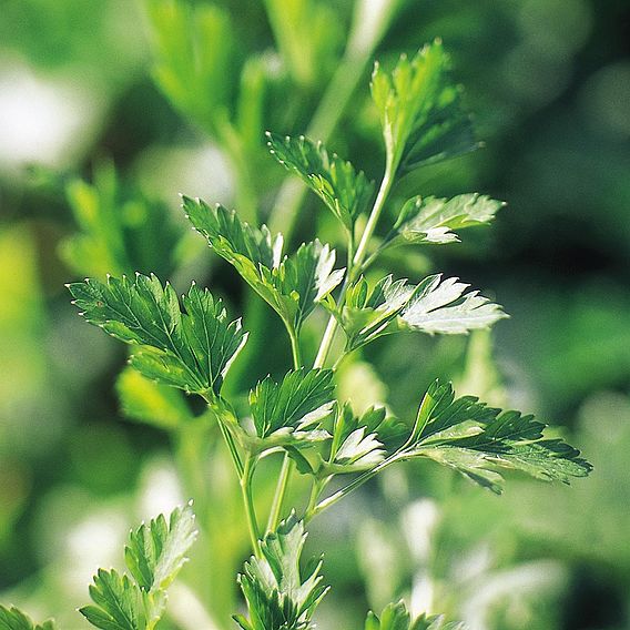 Parsley Plain French (Organic) Seeds