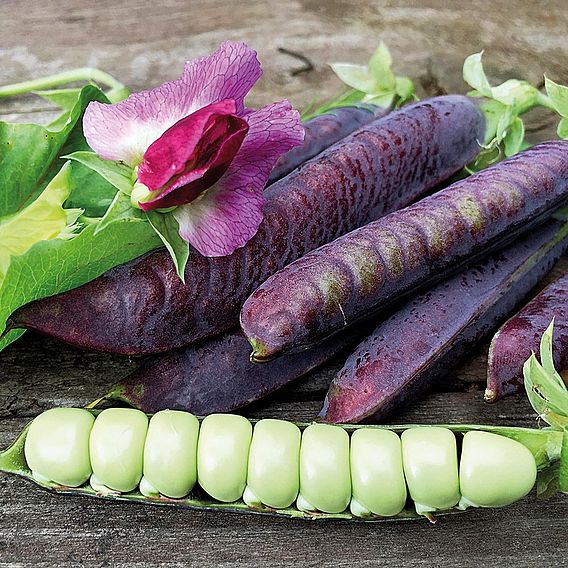 Pea 'Ezethas Krombek Blauwschok' - Organic Seeds