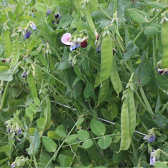 Pea 'Grijs Red Flowered' - Organic Seeds