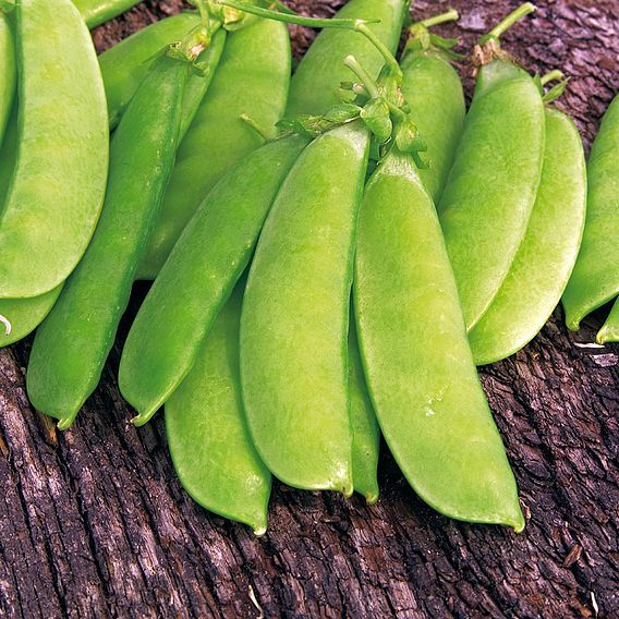 Pea 'Herald' - Organic Seeds