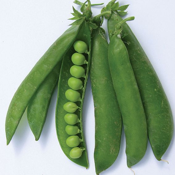 Pea 'Karina' - Organic Seeds
