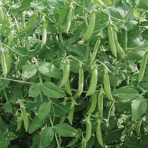 Pea (Organic) Seeds - Kelvedon Wonder