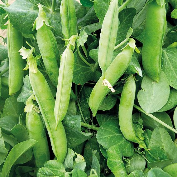 Pea 'Progress No 9' - Organic Seeds