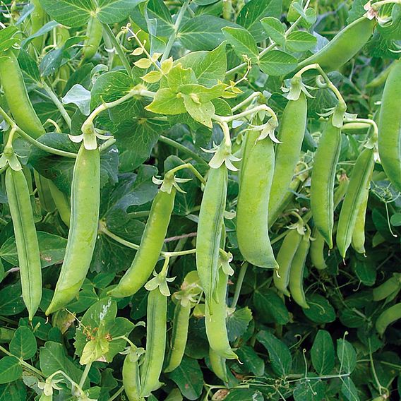 Pea 'Senator' - Organic Seeds