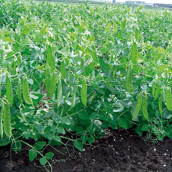 Pea 'Sweet Horizon' - Organic Seeds