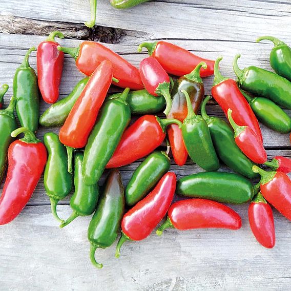 Chilli Pepper - Early Jalapeno (Organic) Seeds