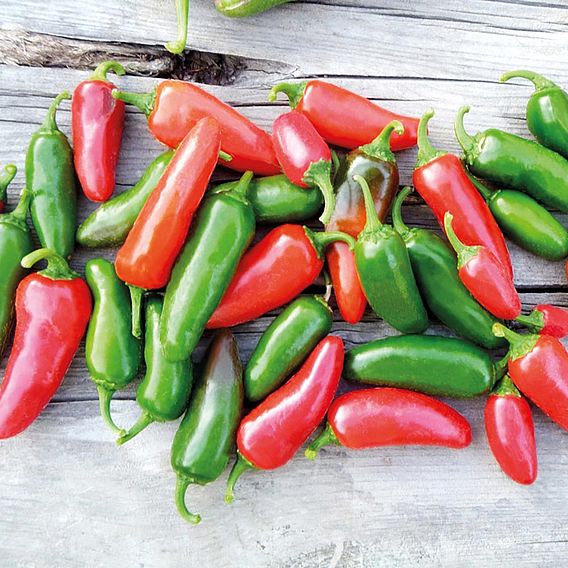 Chilli Pepper 'Early Jalapeno' - Organic Seeds