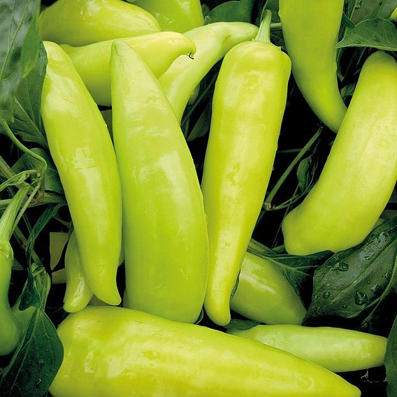 Pepper Hot 'Hungarian Hot Wax' - Organic Seeds