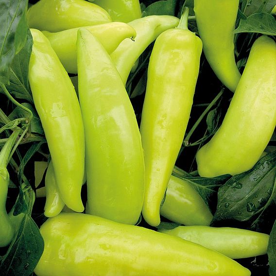 Pepper Hot - Hungarian Hot Wax (Organic) Seeds