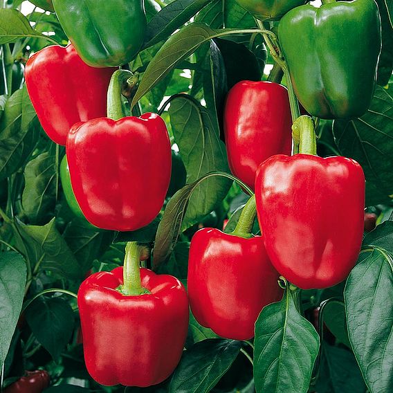 Sweet Pepper 'Bendigo' F1 - Organic Seeds