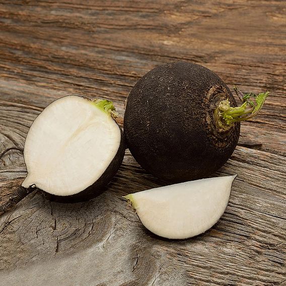 Radish 'Black Spanish Round' - Organic Seeds