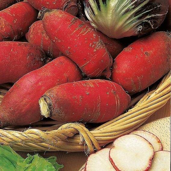 Radish 'China Rose' - Organic Seeds