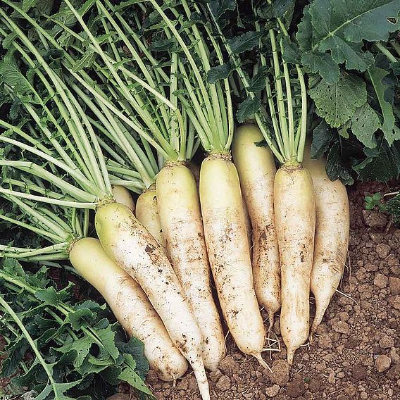 Radish Mooli 'Minowase' - Organic Seeds