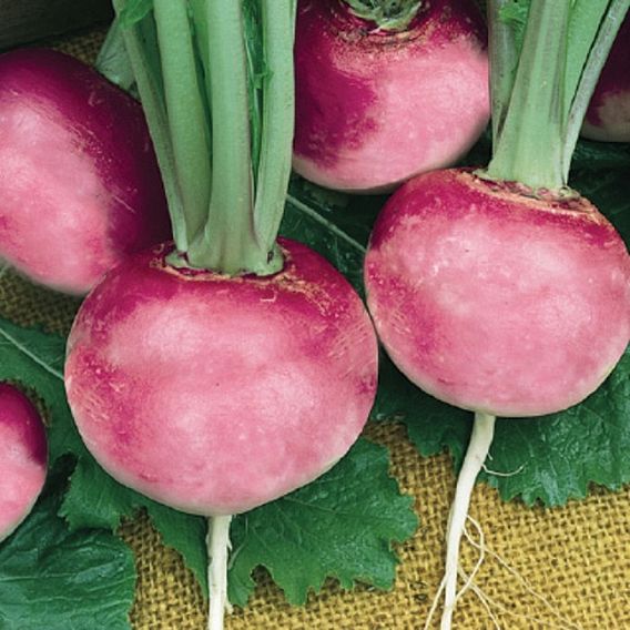 Radish 'Pink Beauty' - Organic Seeds