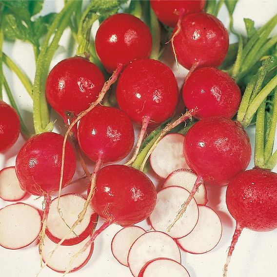 Radish 'Scarlet Globe' - Organic Seeds