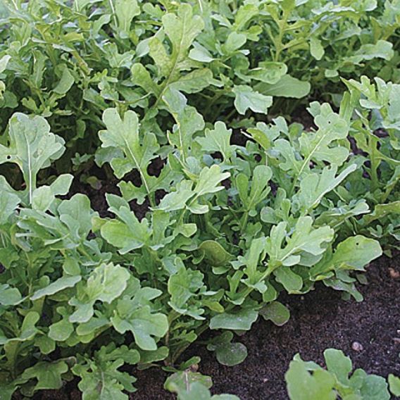 Rocket 'Esmee' - Organic Seeds