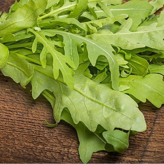 Rocket Salad 'Rucola' - Organic Seeds