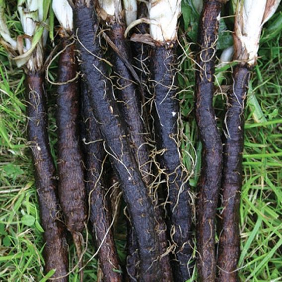 Scorzonera Russian Giant (Organic) Seeds