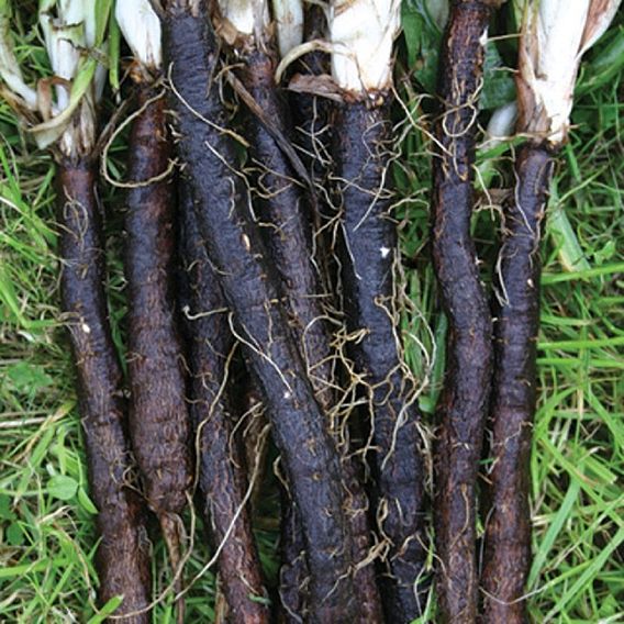 Scorzonera 'Russian Giant' - Organic Seeds