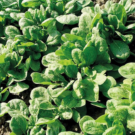 Spinach American (Organic) Seeds