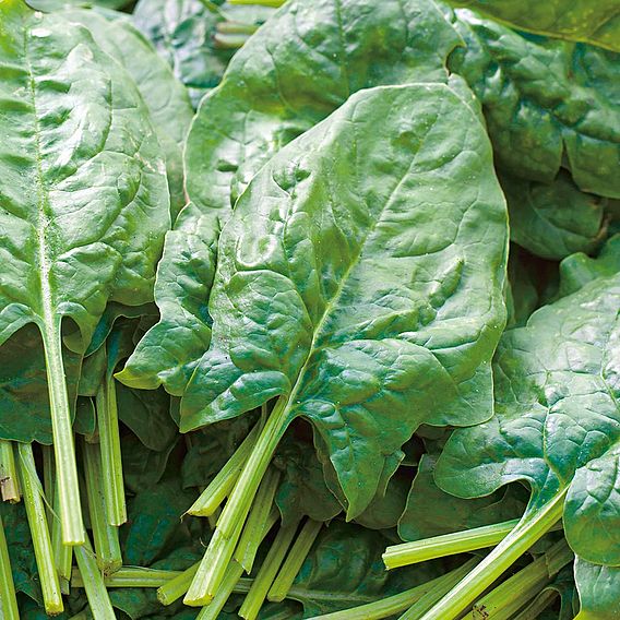 Spinach 'Early Prickly Seeded' - Organic Seeds