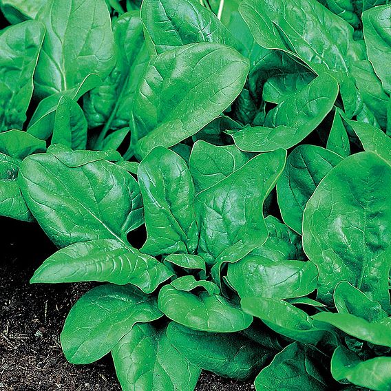 Spinach Matador (Organic) Seeds