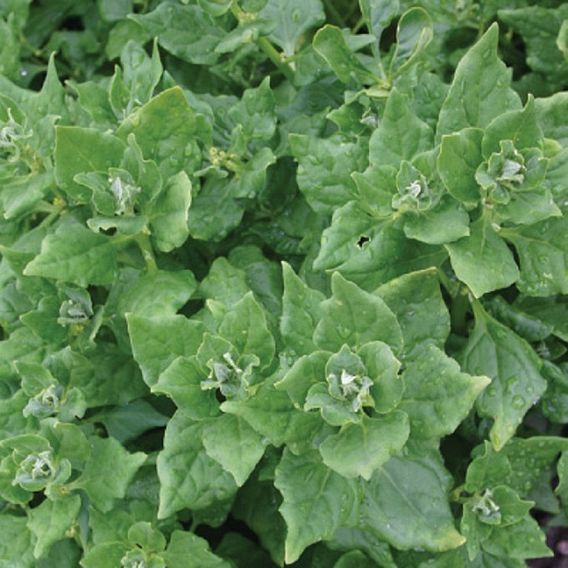 Spinach 'New Zealand' - Organic Seeds