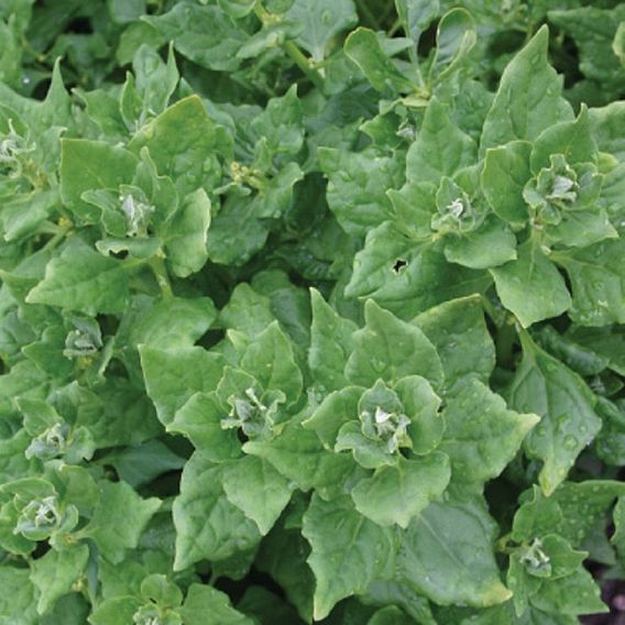 Spinach New Zealand (Organic) Seeds