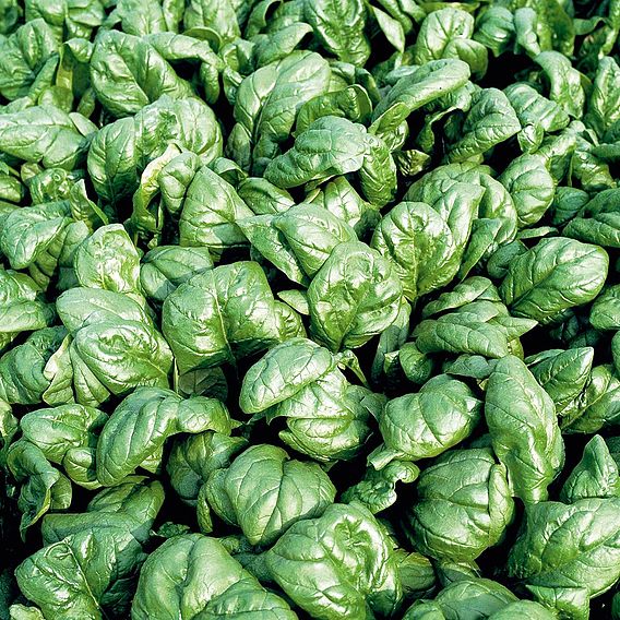 Spinach 'Palco' F1 - Organic Seeds