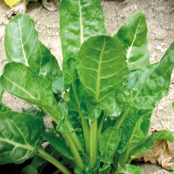 Spinach Perpetual 'Erbette' - Organic Seeds