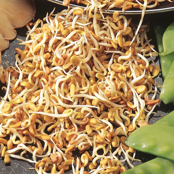 Sprouting 'Fenugreek' - Organic Seeds
